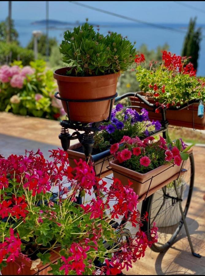 Villa Pergola-Apartment Toni Mlini Dış mekan fotoğraf
